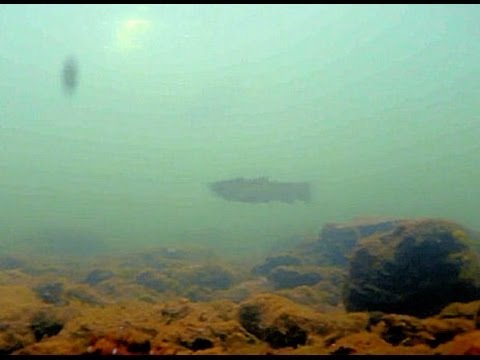 20" Brown Trout - (Underwater Video)