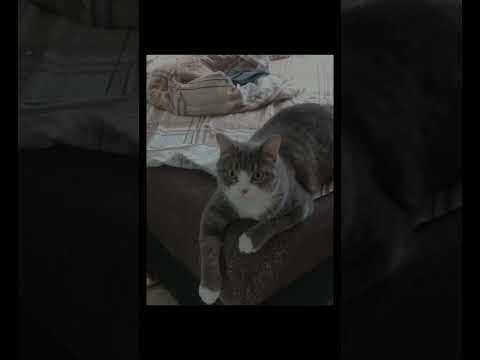 WENARO, LXNER - Лед. | Мини remix 2023 | #музыка #ремикс #2023