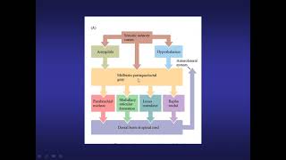 Somestesia (Parte 4)