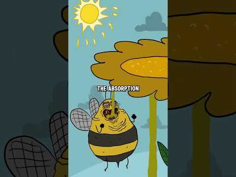 The horrifying dark side of bees #knowledge #Explore