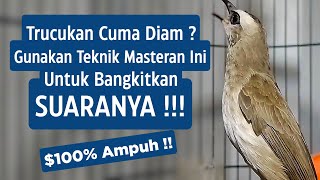 Download lagu SUARA TRUCUKAN GACOR Ropel Ngalas Buat PANCINGAN TRUCUKAN Agar Bunyi Jadikan Burung Trucuk Gacor mp3