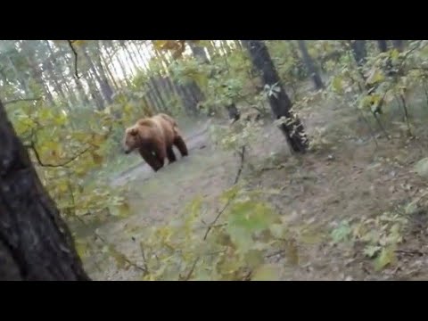 Urso corre atrás de ciclista