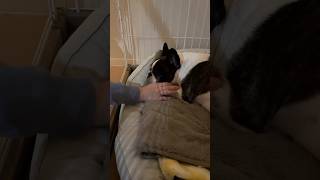 されるがままなフレブル。眠くて眠くていくら触ってもまるで置物みたいですw