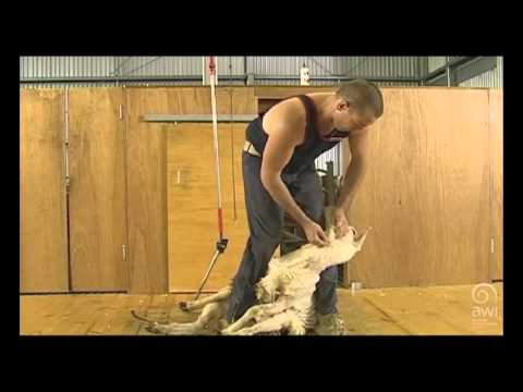 AWI Novice - Tips - Novice Mistakes