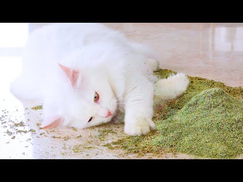 Cats React To Huge Pile Of Catnip