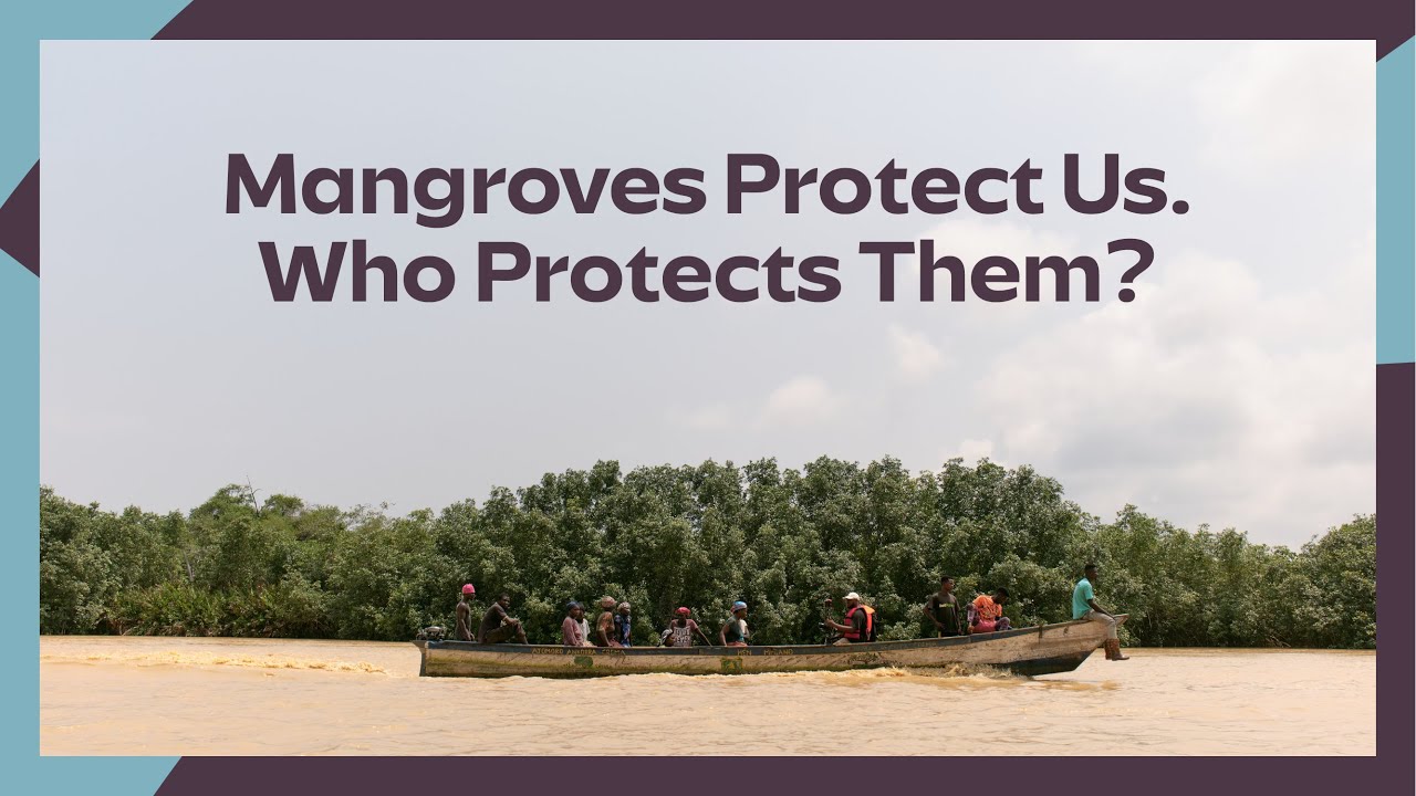 Mangroves Tell a Story, Please Listen- Hen Mpoano