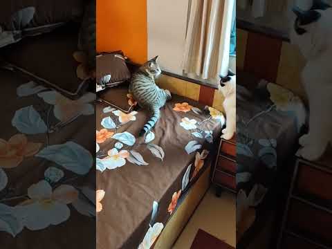 #catworldlover #love ❤❤❤❤❤