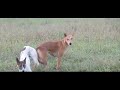 Awesome Smart Rural Dogs !! Dog Meeting for the Summer Season in Village, Very fast | Pets Life  #50