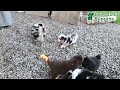 Miniature Australian Shepherd dogs for sale: Ripple - Video 1