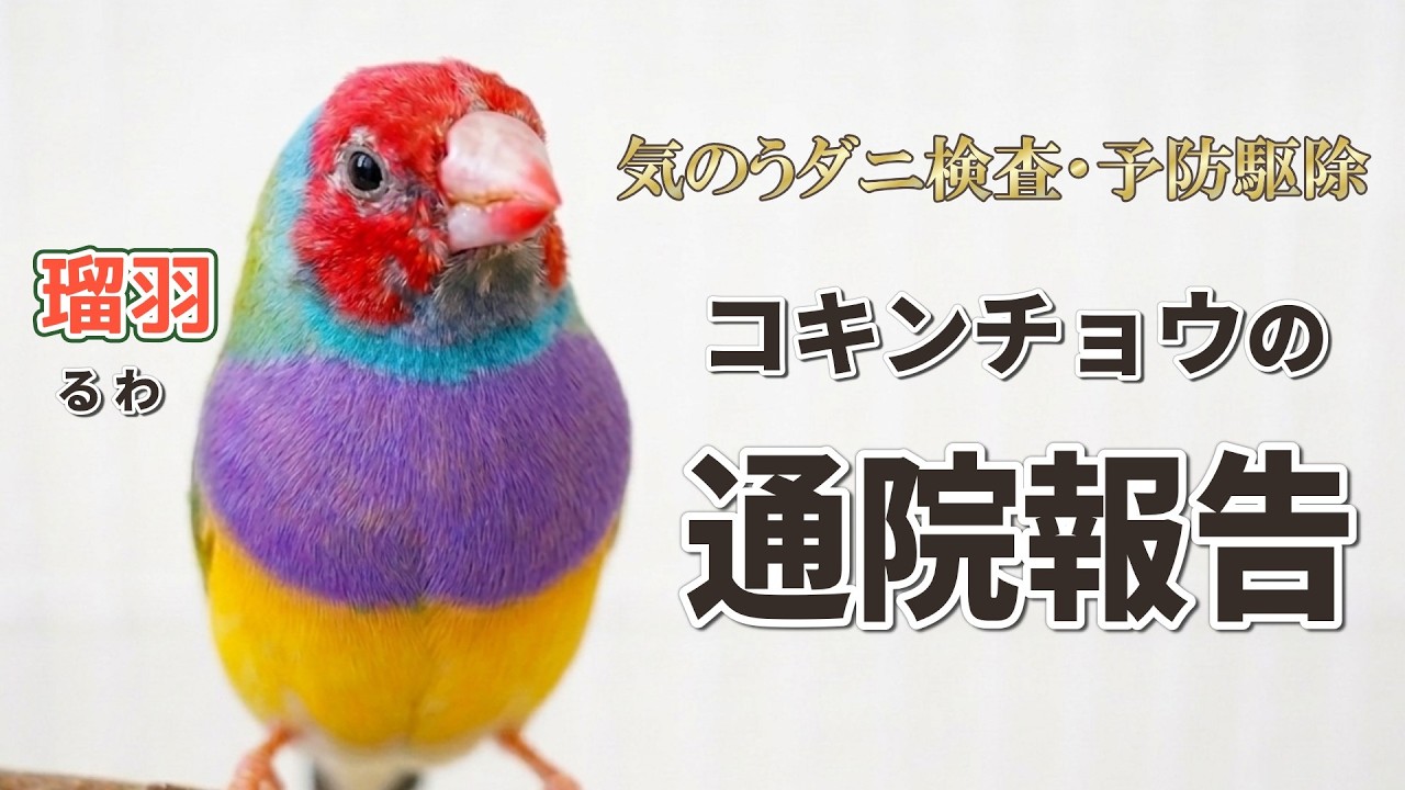 コキンチョウの瑠羽（るわ）通院報告｜気嚢ダニ検査と足環から分かった年齢