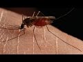 Home Remedies For Mosquito Bites