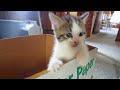 Bella And Barney As Kittens 2014