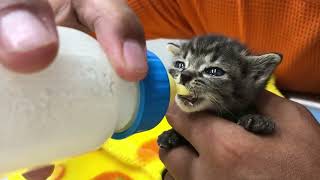 捨て猫の赤ちゃん。俺が哺乳瓶で育てるしかないじゃん!