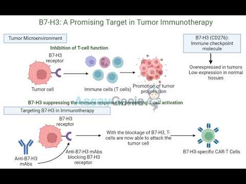 B7-H3: A Promising New Target in Tumor Immunotherapy