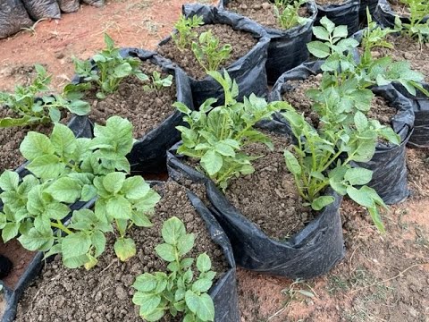 , title : 'Yadda zaku shuka dankalin turawa a gida - Part 1 (Grow Potatoes at Home in in Bags)'