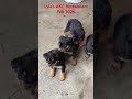 Rottweiler dogs for sale: London - Video 1