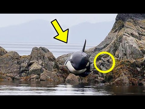 The stranded orca was crying uncontrollably. When he was discovered, the following happened…