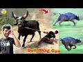 Qurbani Ka Janwar Bull Bhag Gaya