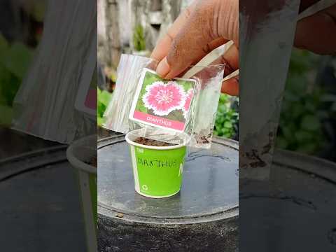 How to grow Dianthus flower from seeds #rooftopgarden #shortsfeed#youtubeshorts#rooftopgardens