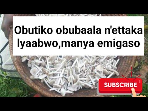 Manya emigaso gya obutiko obubaala n'ettaka lyaabwo @SSENGABIROOTONEDDAGALA