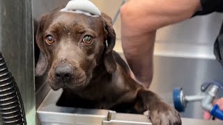 Chocolate Lab Puppy Living in Trash gets Her First Bath 🥹 (needs a home)