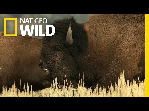 Thumbnail of the video: Behind the Scenes: Bison Rut | Wild Yellowstone
