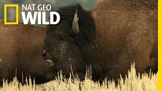 Behind the Scenes: Bison Rut | Wild Yellowstone