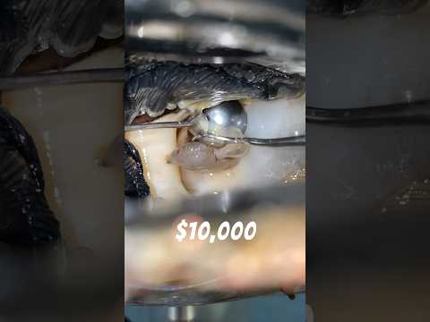 1-Dollar-Perle vs. 10.000-Dollar-Perle