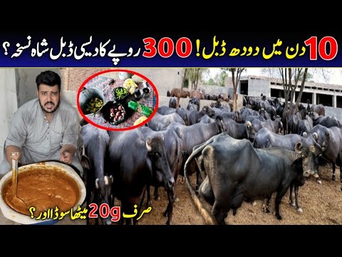 remedy for increasing milk production in Urdu | method to increase animal milk | farmology