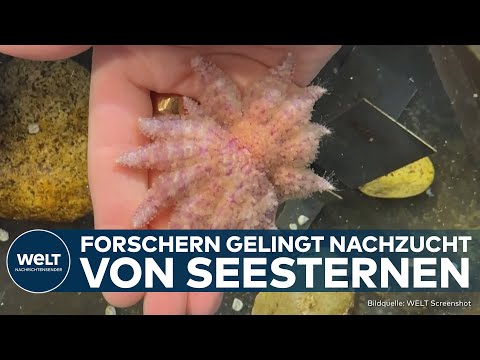 DURCHBRUCH IN KALIFORNIEN: Forscher retten bedrohten Sonnenblumenseestern durch Zuchtprogramm!