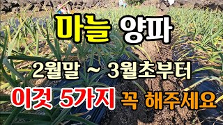 마늘 양파 2월말~3월초부터 해야할일 5가지 마늘 추비웃거름방법 병해충 이렇게 해야 굵은 마늘 수확 #마늘농…