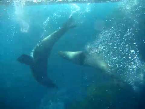 A day in the life of a Dive! Tutukaka instructor...