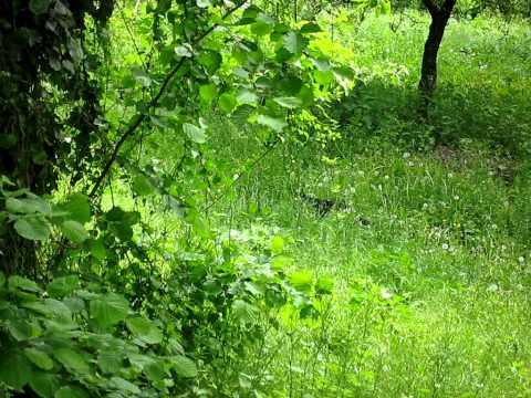 Gaggio Montano Appennino Bolognese Italy