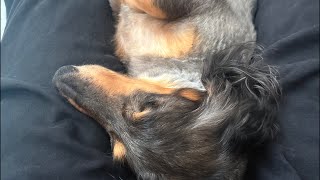 【No Talk】Good Morning Live🐶 | 作業や勉強、睡眠のおともに | 犬のいる暮らし