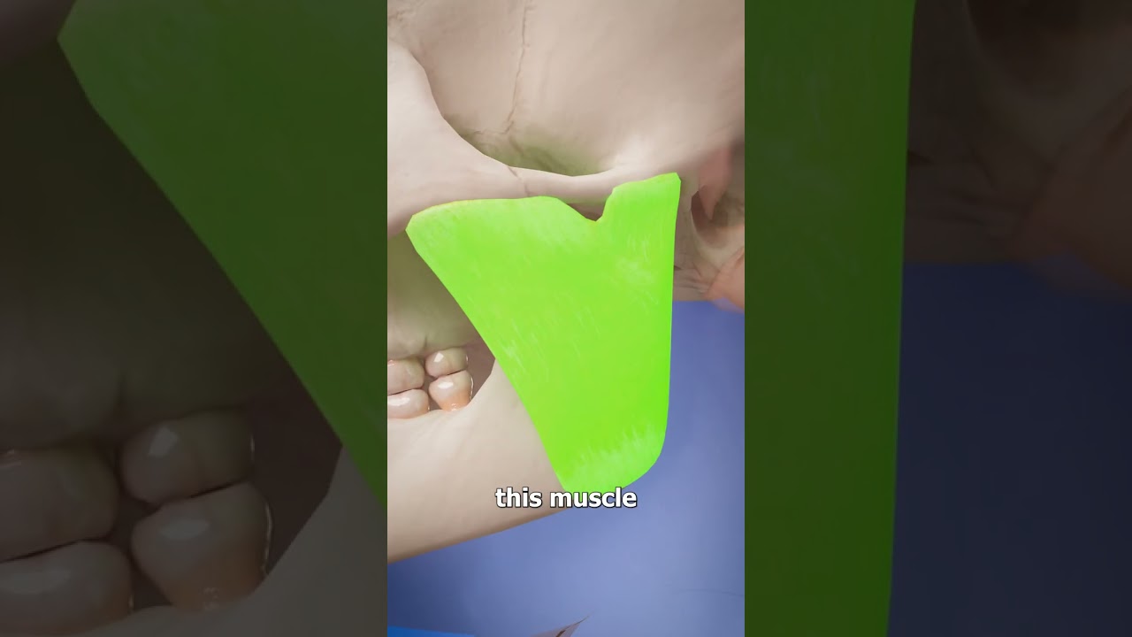 Is Your Tongue The Strongest Muscle? 😮