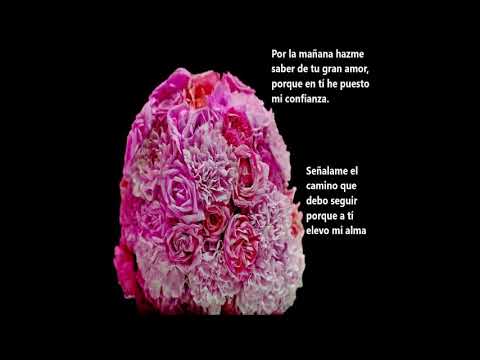 Rosas de Amor Video