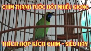 Download lagu Chim Thanh Tước hót nhiều giọng siêu hay (Thích hợp để kích chim hót) mp3 Download lagu Chim Thanh Tước hót nhiều giọng siêu hay (Thích hợp để kích chim hót) mp3