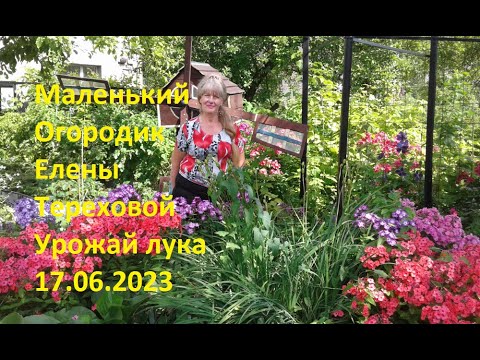 Маленький Огородик Елены Тереховой -    Урожай лука 17.06.2023