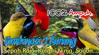 Download lagu 💯% Ampuh. Suara Pikat Burung Sepah Raja Dan Kolibri Ninja Sogon Kombinasi Pilihan.. mp3 Download lagu 💯% Ampuh. Suara Pikat Burung Sepah Raja Dan Kolibri Ninja Sogon Kombinasi Pilihan.. mp3