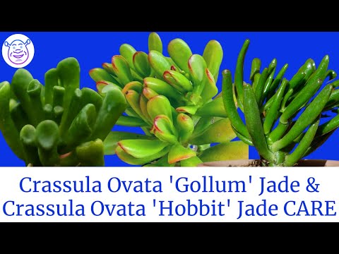 , title : 'Crassula ovata GOLLUM Jade vs Crassula Ovata Hobbit CARE Propagation | MOODY BLOOMS'