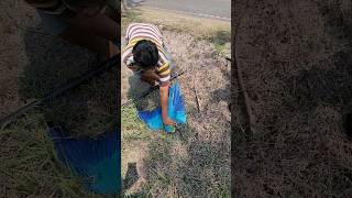 Download lagu Detik-detik merescue burung macaw yang sudah lost control saat dilatih dengan menggunakan pulut. mp3