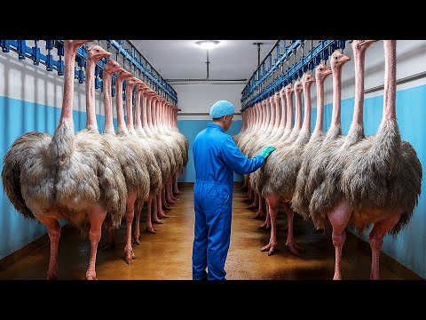 Millions of ostriches raised for meat, skin and eggs – Modern breeding technology