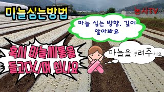 마늘재배, 마늘 심는 방향과 깊이 등 마늘 심는 방법.[농사TV]