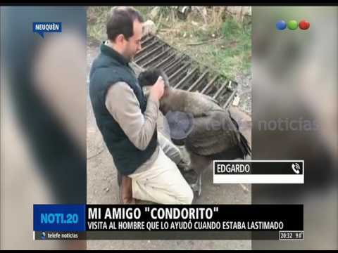 A condor as a friend - Noti20