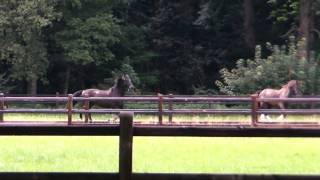 preview picture of video 'Horses at Paleis Het Loo (Apeldoorn, the Netherlands)'