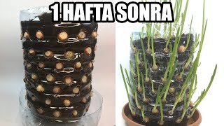 Bir Pet Şişede | 100 den Fazla Taze Soğanı Nasıl Yetiştirirsiniz 