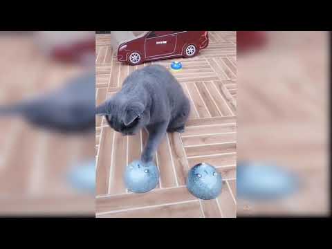 cats cute and funny videos like and subscribe for more and share