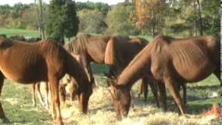 preview picture of video 'Neglected starving horses number over 70'
