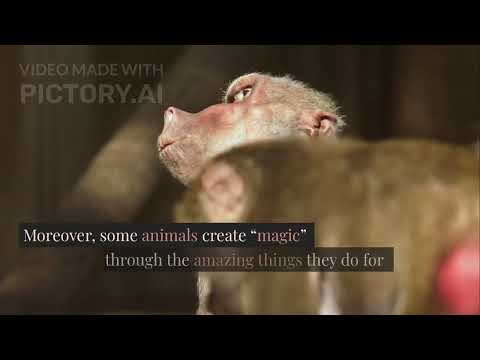 Speaking 4: Animal Magic