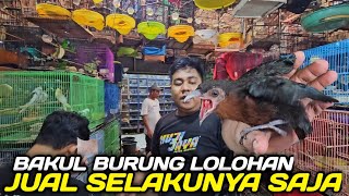 Download lagu INI DIA ! CEK HARGA BURUNG LOLOHAN AKHIR TAHUN 2025 DIKIOS PASAR BURUNG PRAMUKA HARI INI mp3